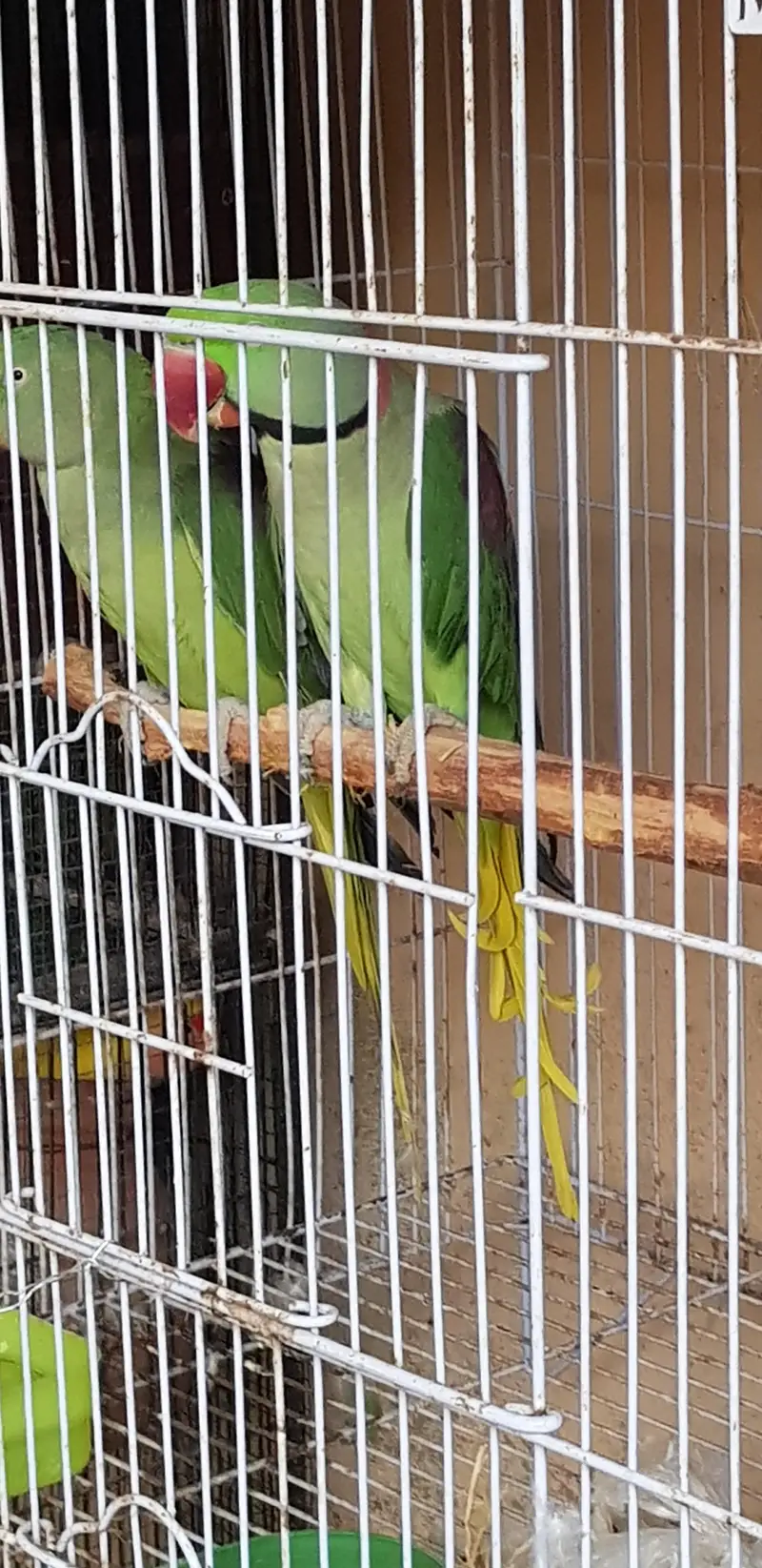 Alexander raw parrot — photo 4