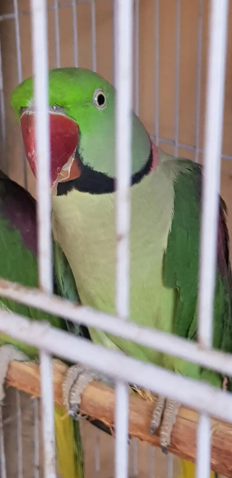 Alexander raw parrot — photo 5