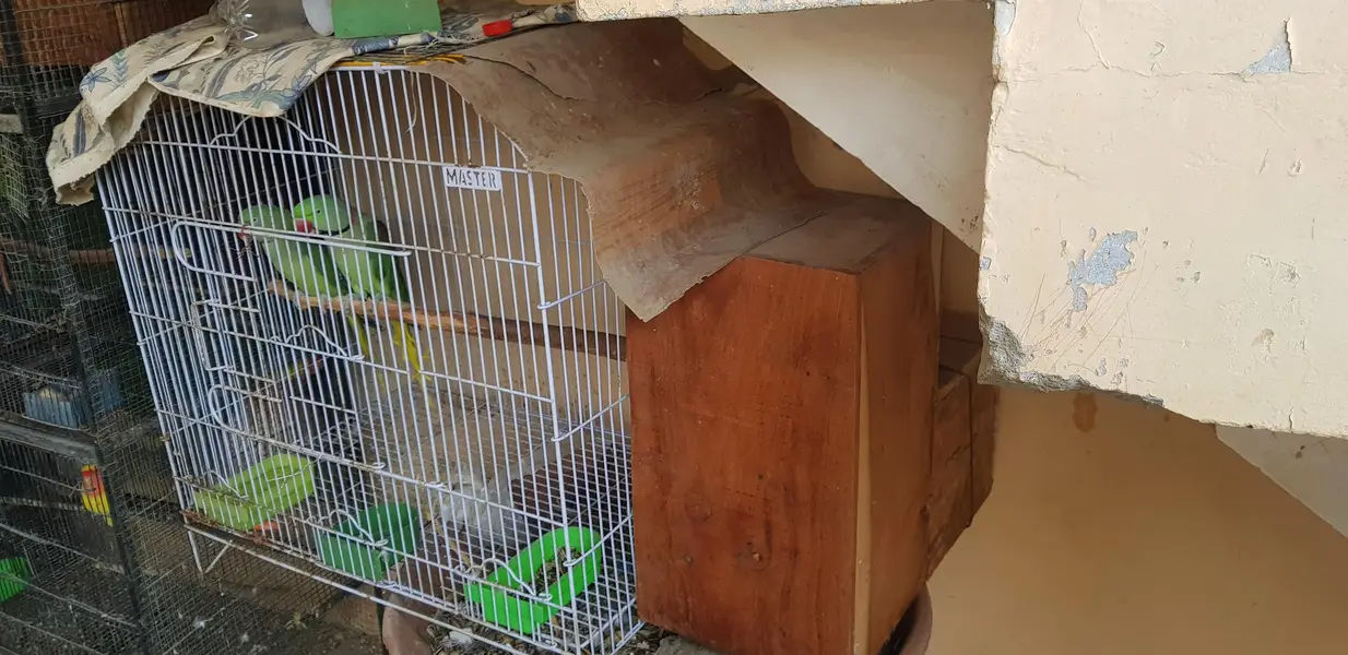 Alexander raw parrot — photo 6