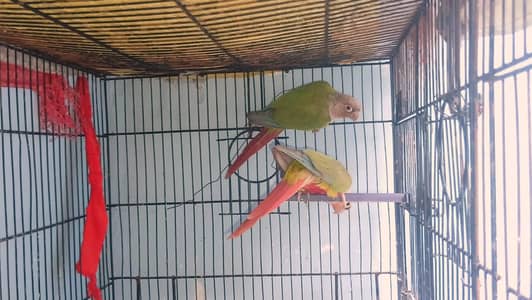 Pineapple conure ready to breed pair avaliable