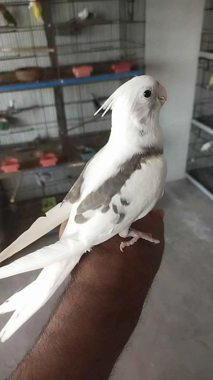 Need Cocktail V Pied Female — photo 2