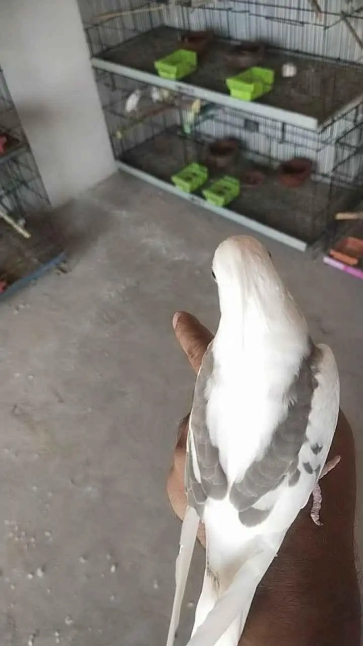 Need Cocktail V Pied Female — photo 3