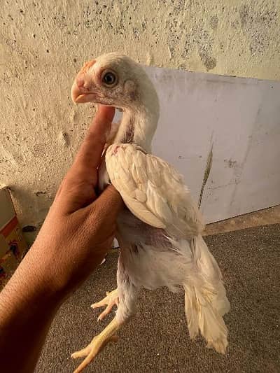 indian parrot beak long tail