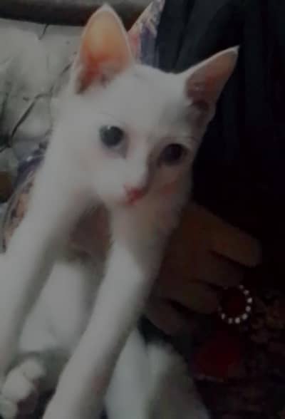 cats name jack and mano