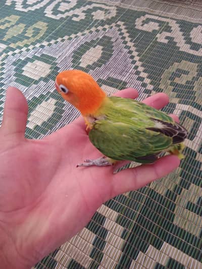 lovebird  baby