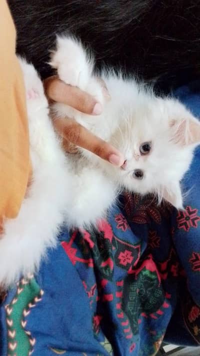 Title .  White Persian kitten 4 months Blue Eyes