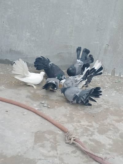 laky kabotar for sale full healthy and active ready to egg