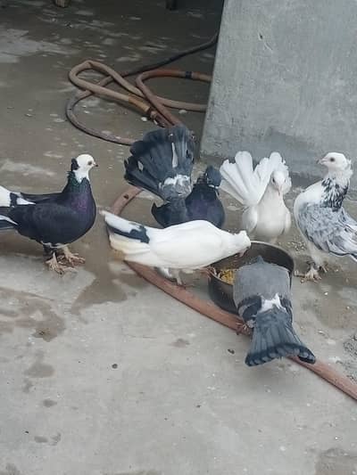 laky kabotar for sale full healthy and active ready to egg