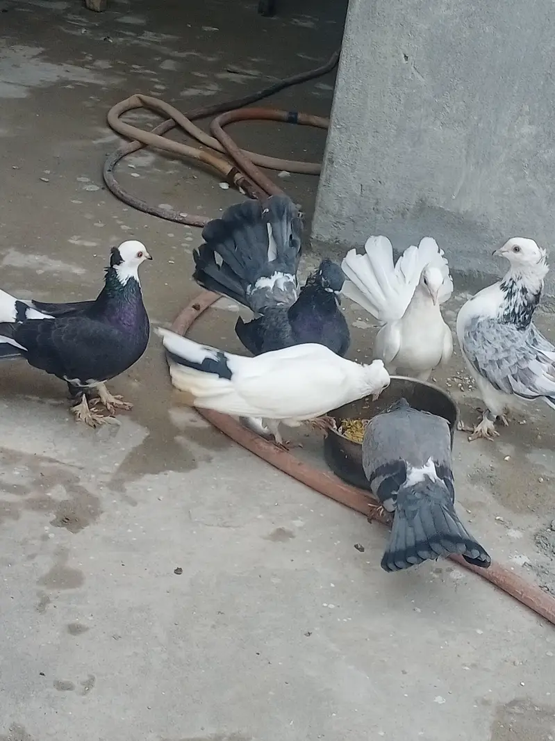 laky kabotar for sale full healthy and active ready to egg — photo 2
