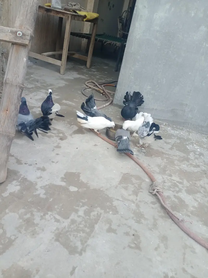 laky kabotar for sale full healthy and active ready to egg — photo 3
