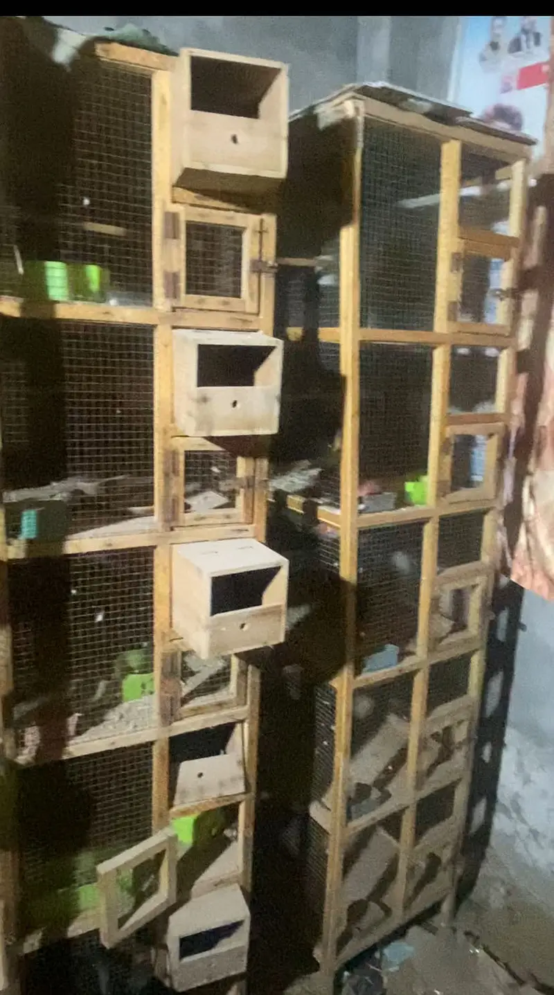 5 Portion Wooden Best Quality Cage For Multipurpose — photo 2