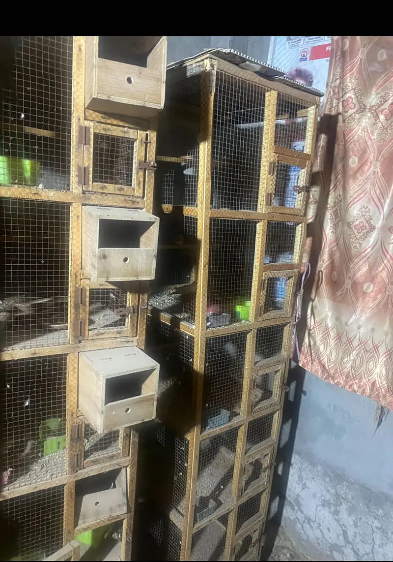5 Portion Wooden Best Quality Cage For Multipurpose — photo 3