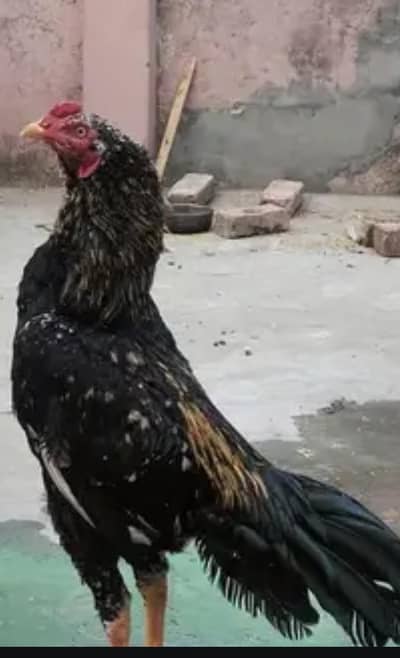 Mianwali Aseel.