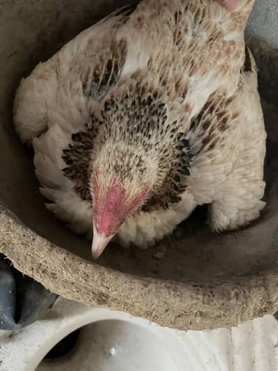 aseel mianwali kurak murgi