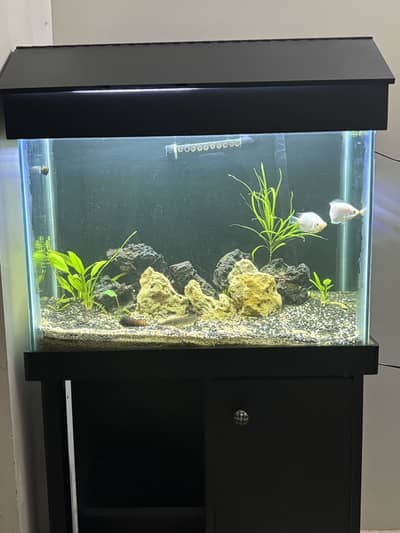 2ft Acquarium with canister filter - complete setup