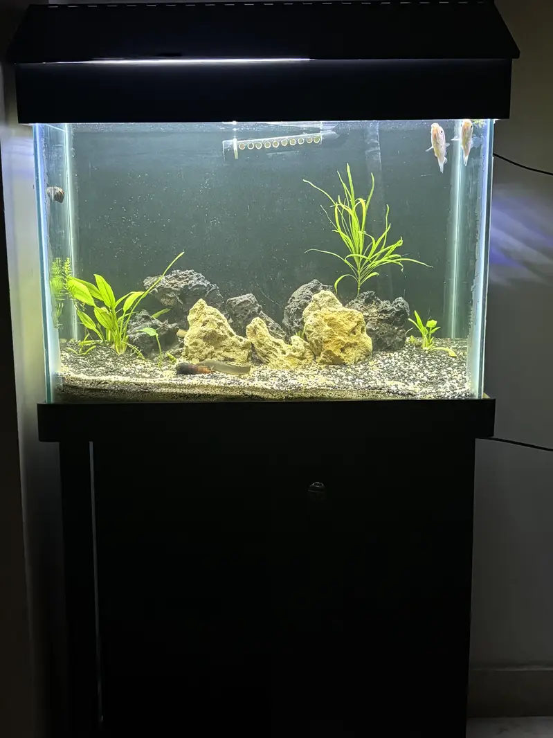 2ft Acquarium with canister filter - complete setup — photo 2