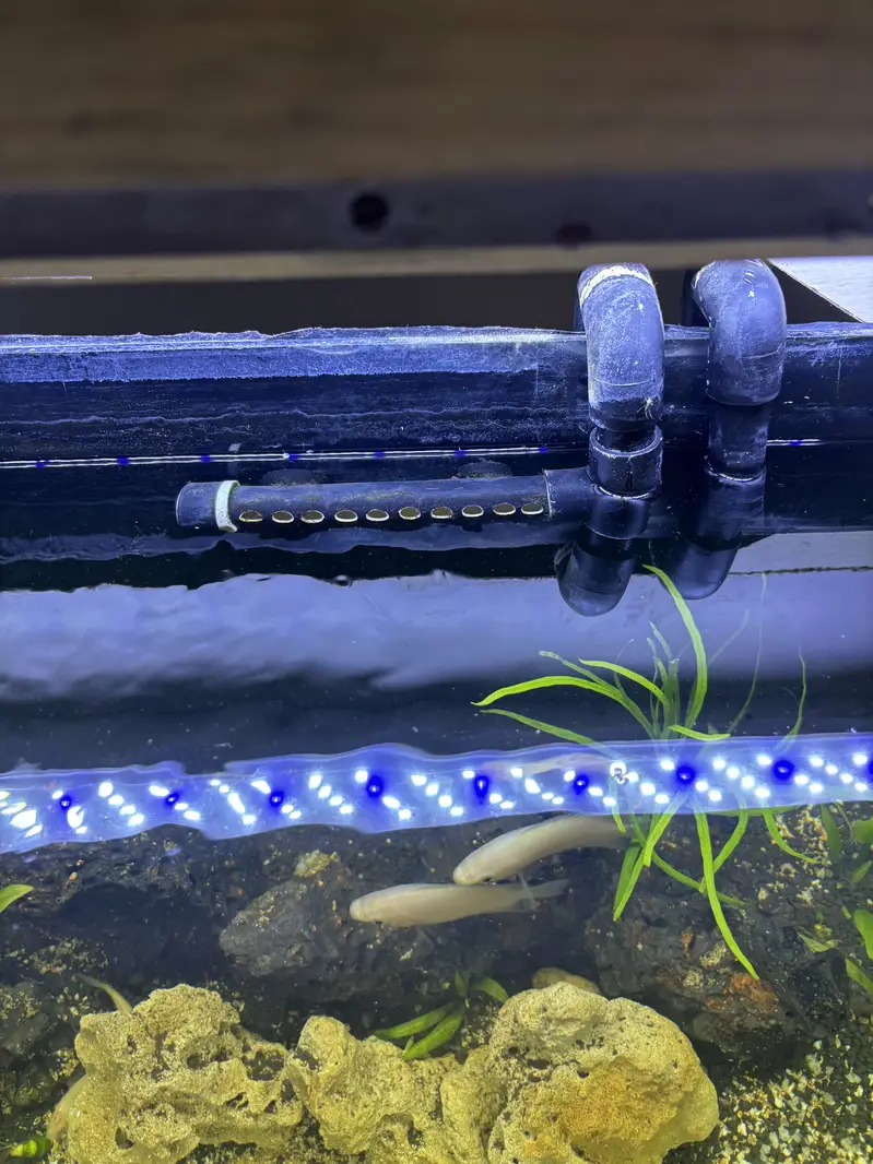 2ft Acquarium with canister filter - complete setup — photo 4