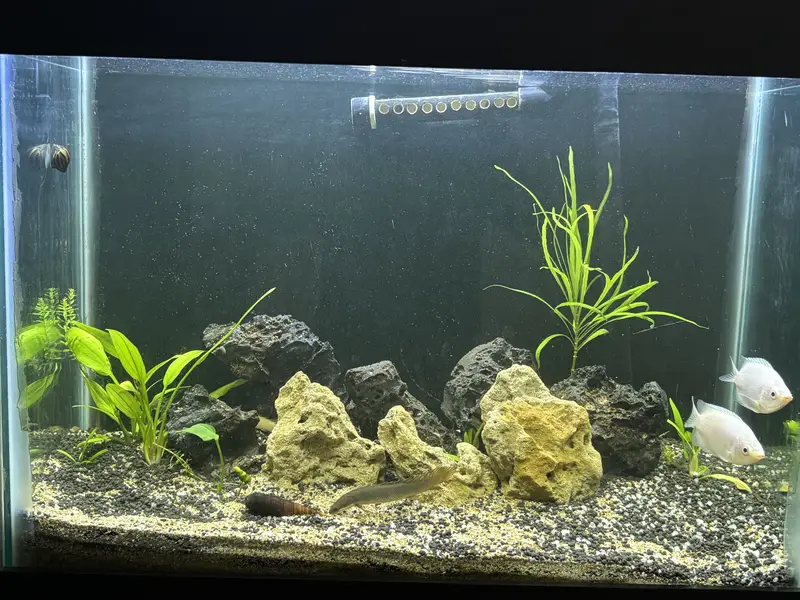 2ft Acquarium with canister filter - complete setup — photo 5