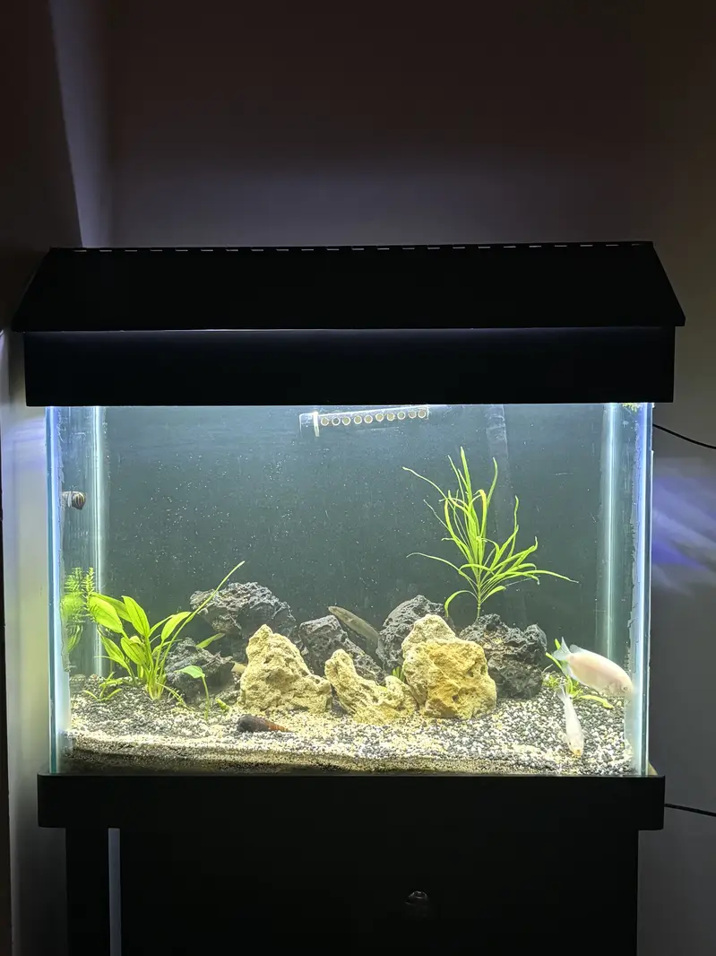 2ft Acquarium with canister filter - complete setup — photo 6