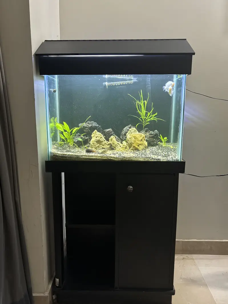 2ft Acquarium with canister filter - complete setup — photo 7