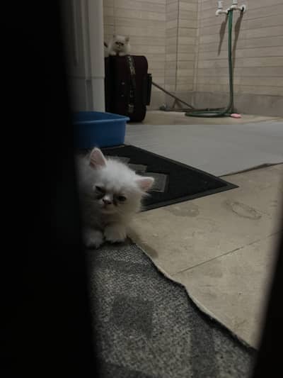 Punch faced percian kitten for sell
