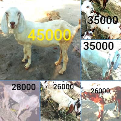 bakrian for sale