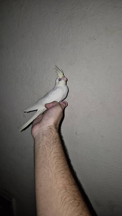 eno red eyes grey pied handtame cocktail chicks breeder pair