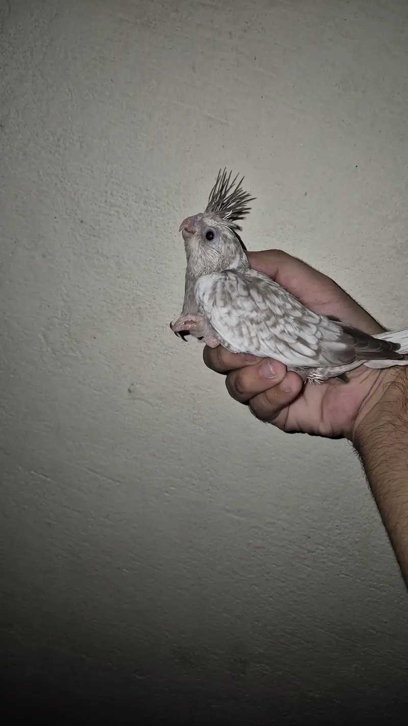 eno red eyes grey pied handtame cocktail chicks breeder pair — photo 2