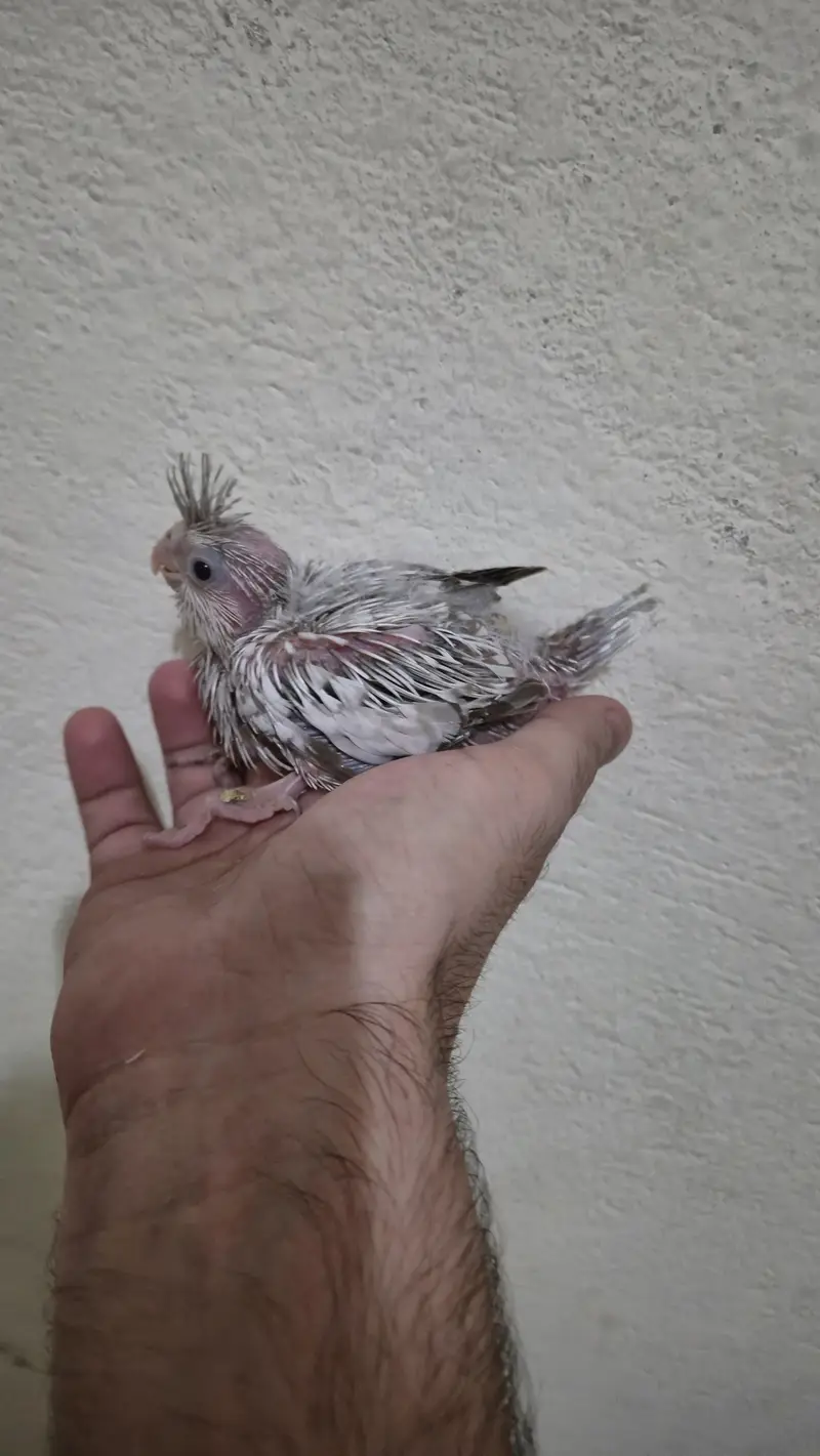 eno red eyes grey pied handtame cocktail chicks breeder pair — photo 3