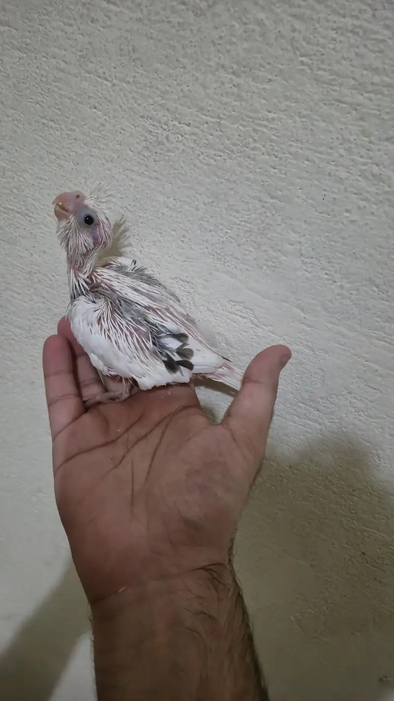 eno red eyes grey pied handtame cocktail chicks breeder pair — photo 4