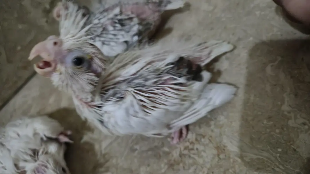 eno red eyes grey pied handtame cocktail chicks breeder pair — photo 6