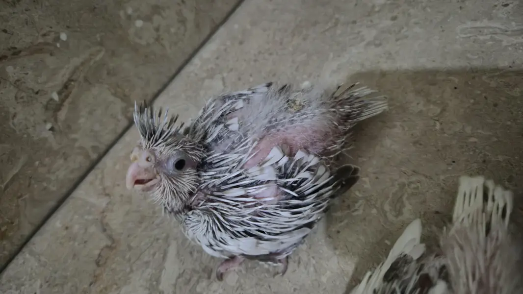 eno red eyes grey pied handtame cocktail chicks breeder pair — photo 7
