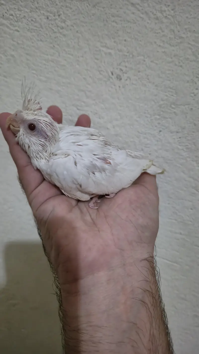 eno red eyes grey pied handtame cocktail chicks breeder pair — photo 8