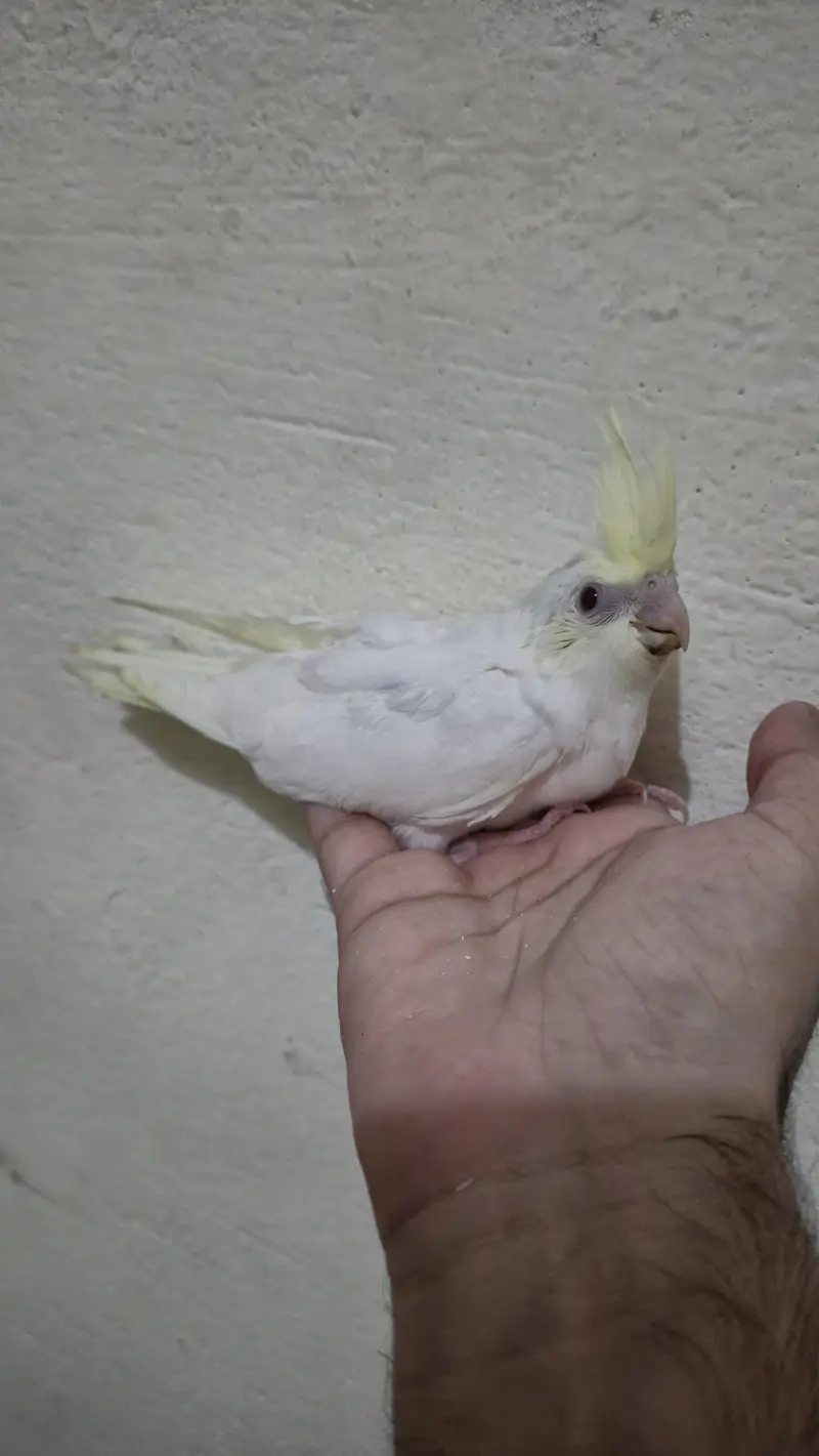 eno red eyes grey pied handtame cocktail chicks breeder pair — photo 9