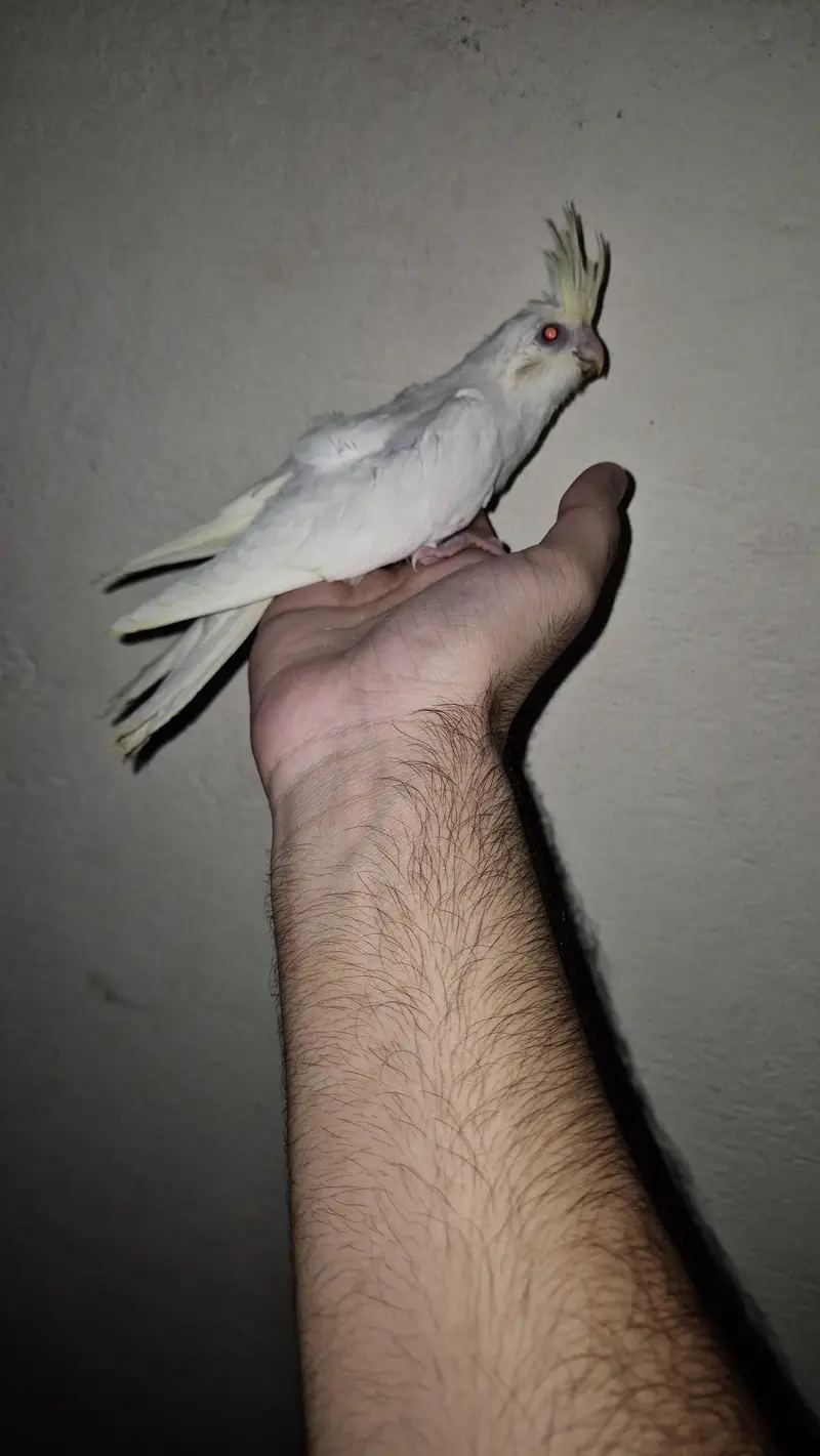 eno red eyes grey pied handtame cocktail chicks breeder pair — photo 10