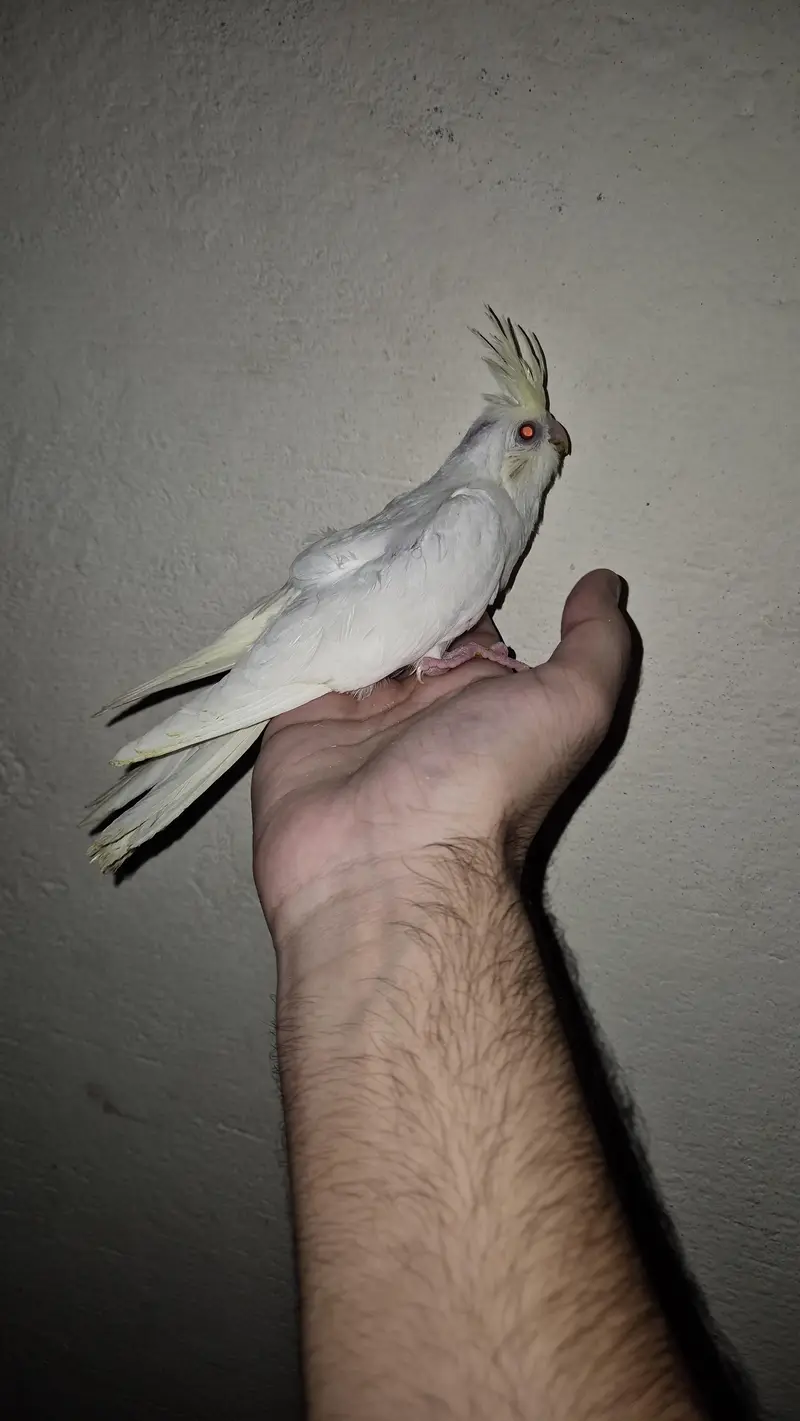eno red eyes grey pied handtame cocktail chicks breeder pair — photo 11