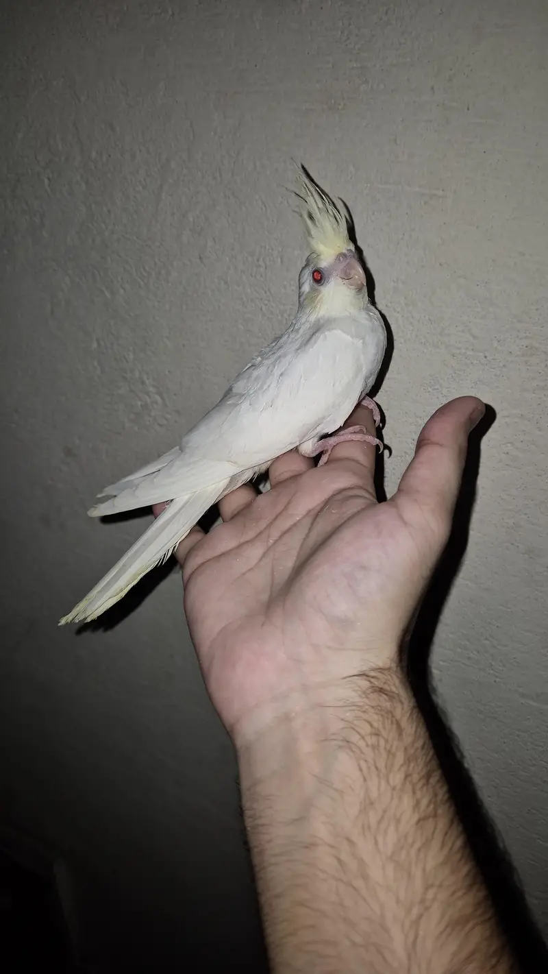 eno red eyes grey pied handtame cocktail chicks breeder pair — photo 12