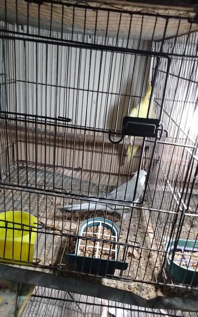 cocktail urgent sale