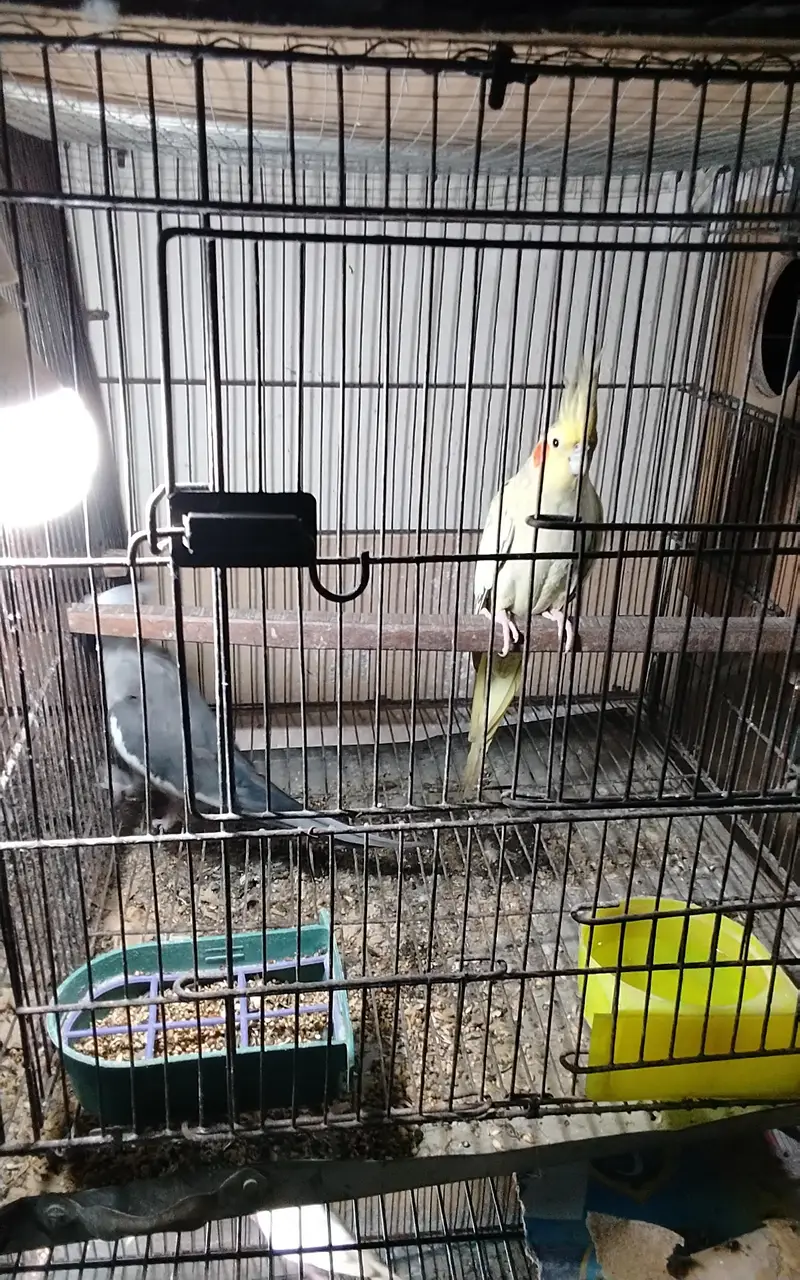 cocktail urgent sale — photo 2