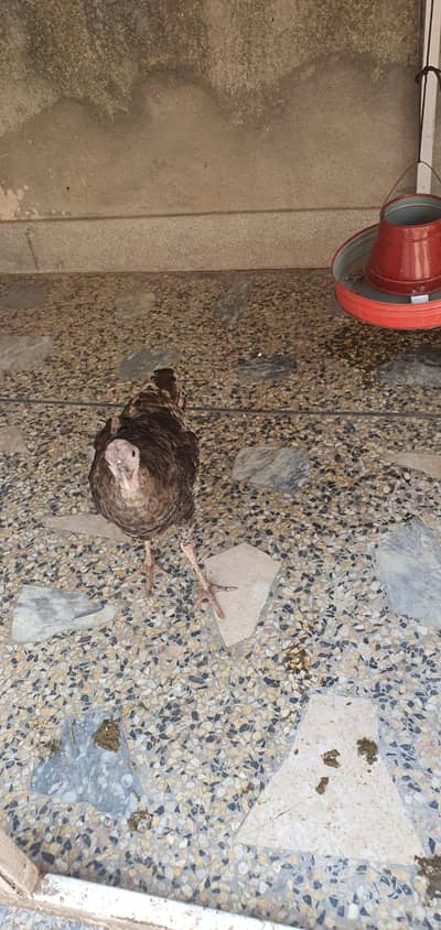 Turkey for sale