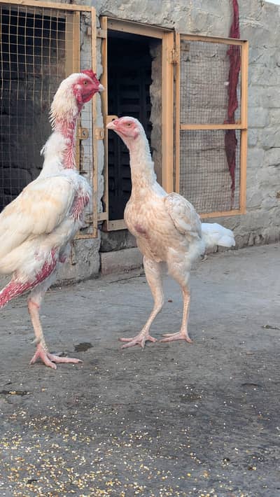 Breeder pair