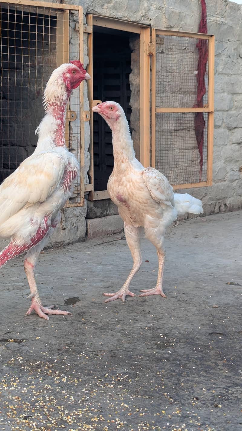 Breeder pair 0