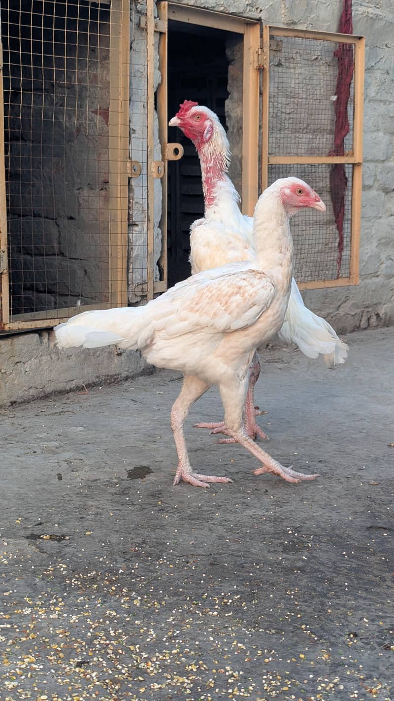 Breeder pair 1