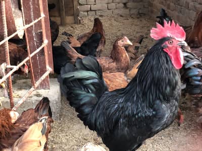 black australorp male breeder available