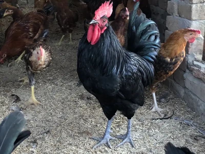 black australorp male breeder available — photo 2