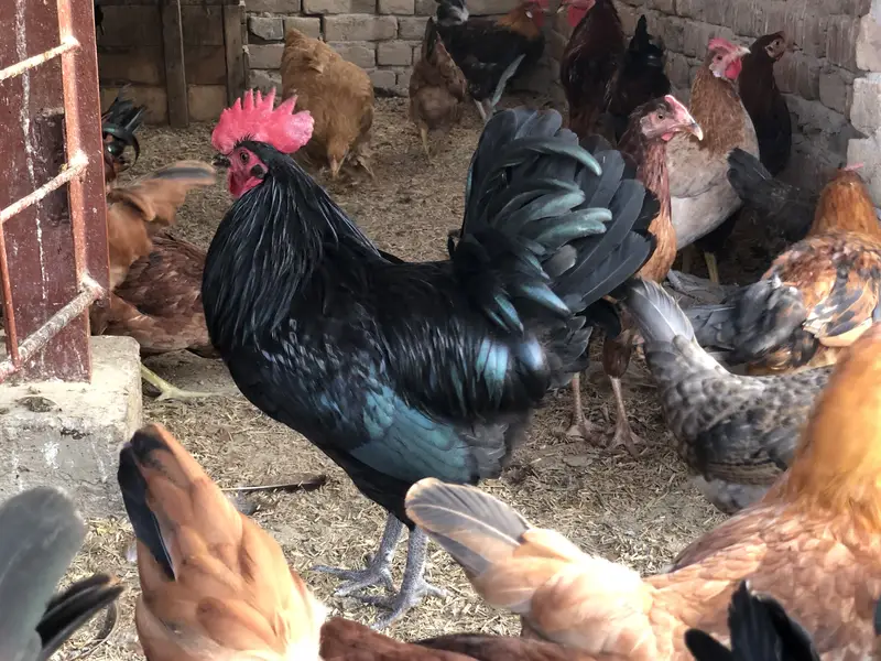 black australorp male breeder available — photo 3