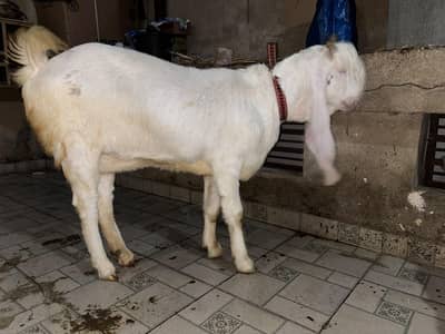 Gulabi Bakriya for sale 2 bakri hai