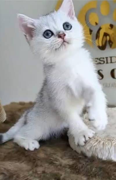 British short hair kitten