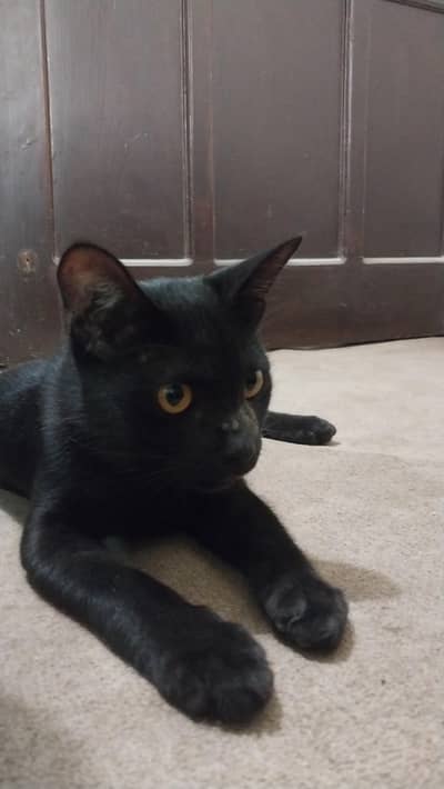 black male cat