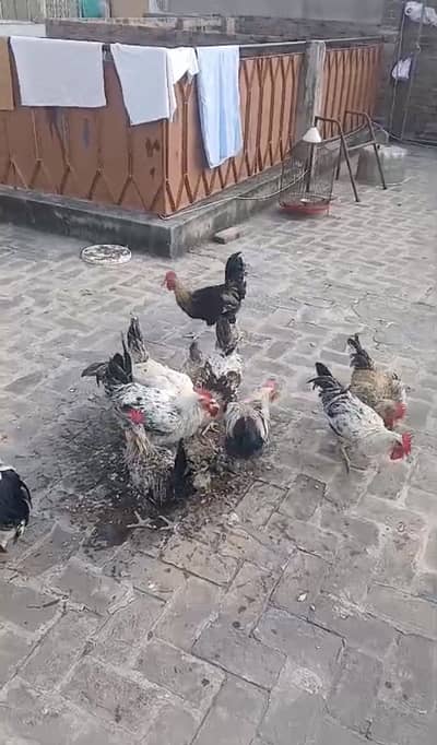 Desi murgi